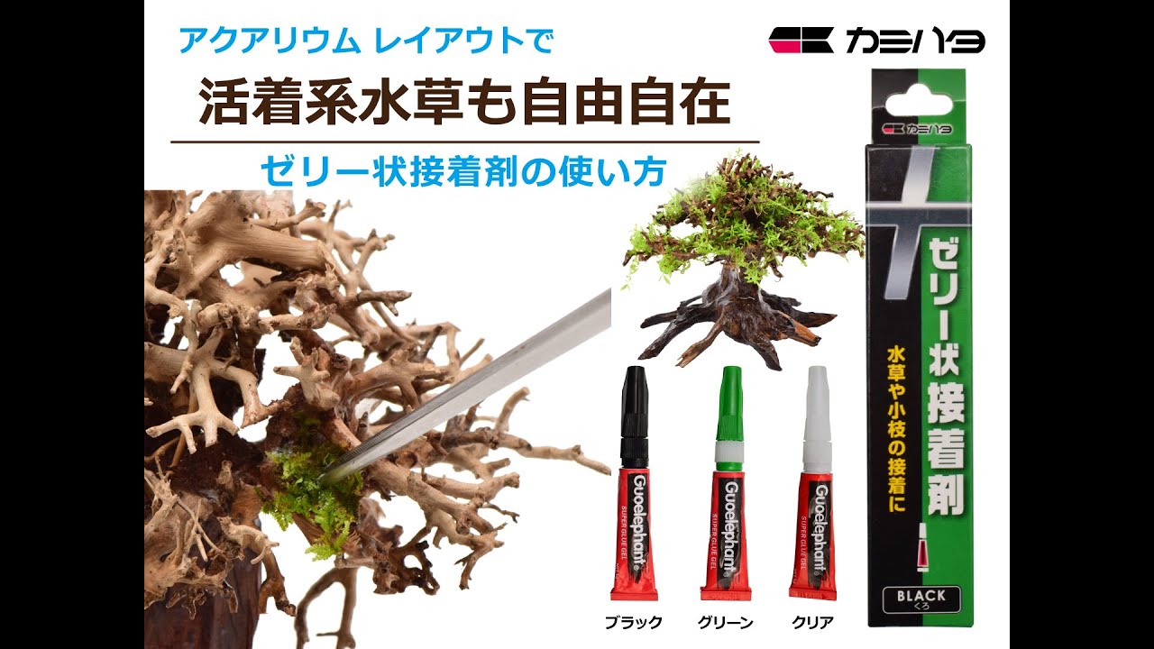 水草を流木などに接着する方法　～ゼリー状接着剤で活着系水草も自由自在～