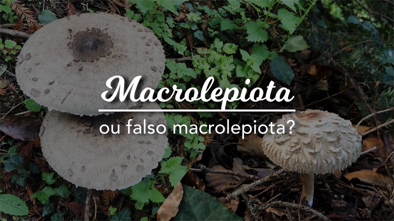 Macrolepiota procera: como distinguir dos falsos Macrolepiotas