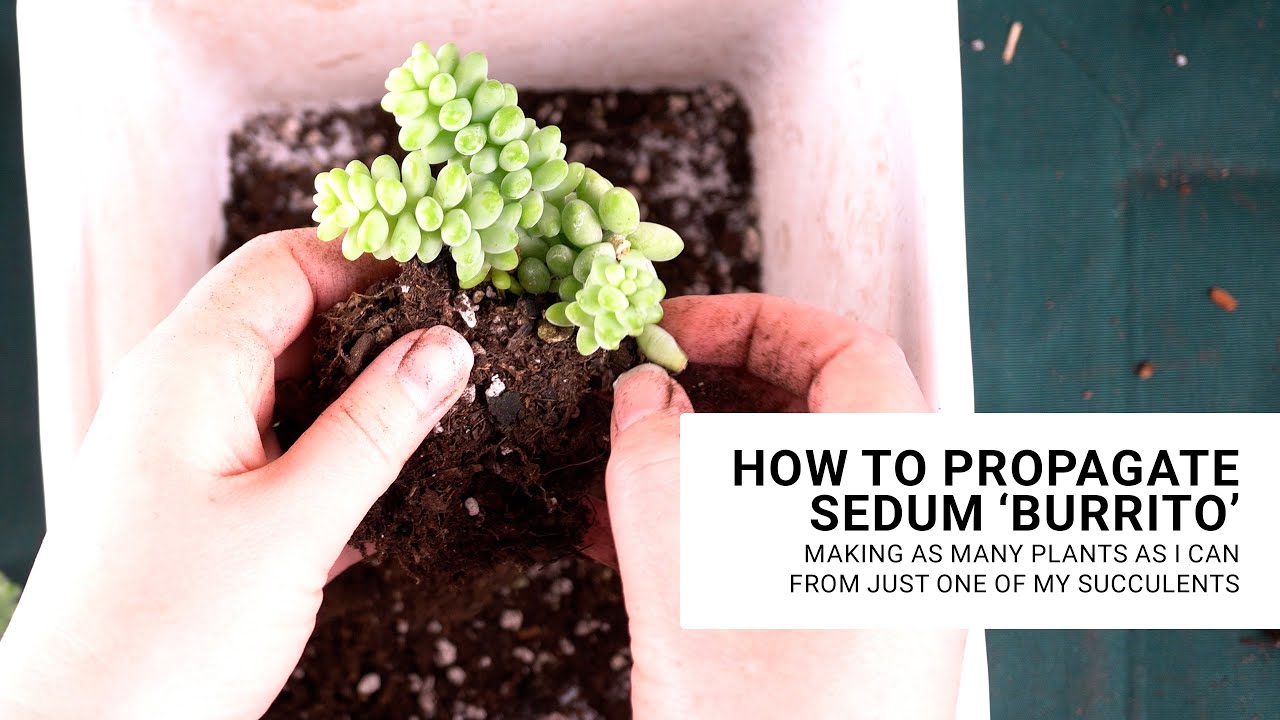 The Easiest Succulent to Propagate From Leaves