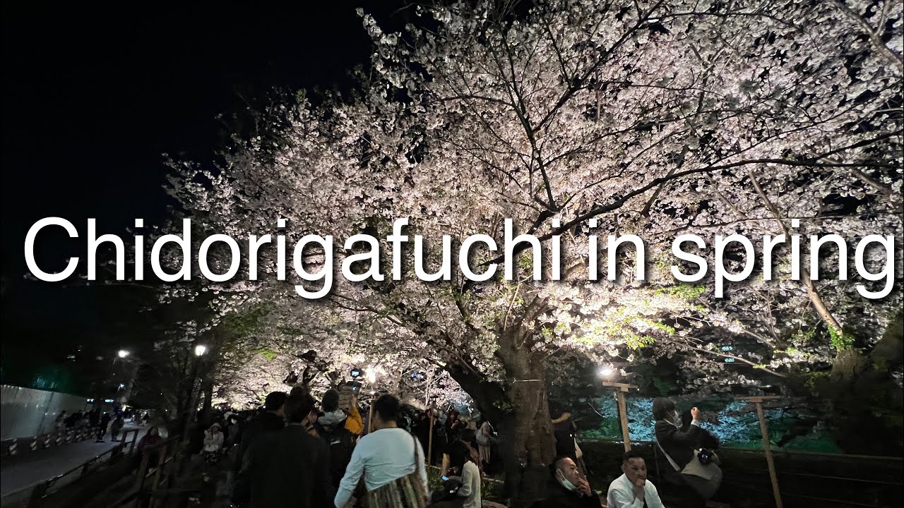 Chidorigafuchi in spring 