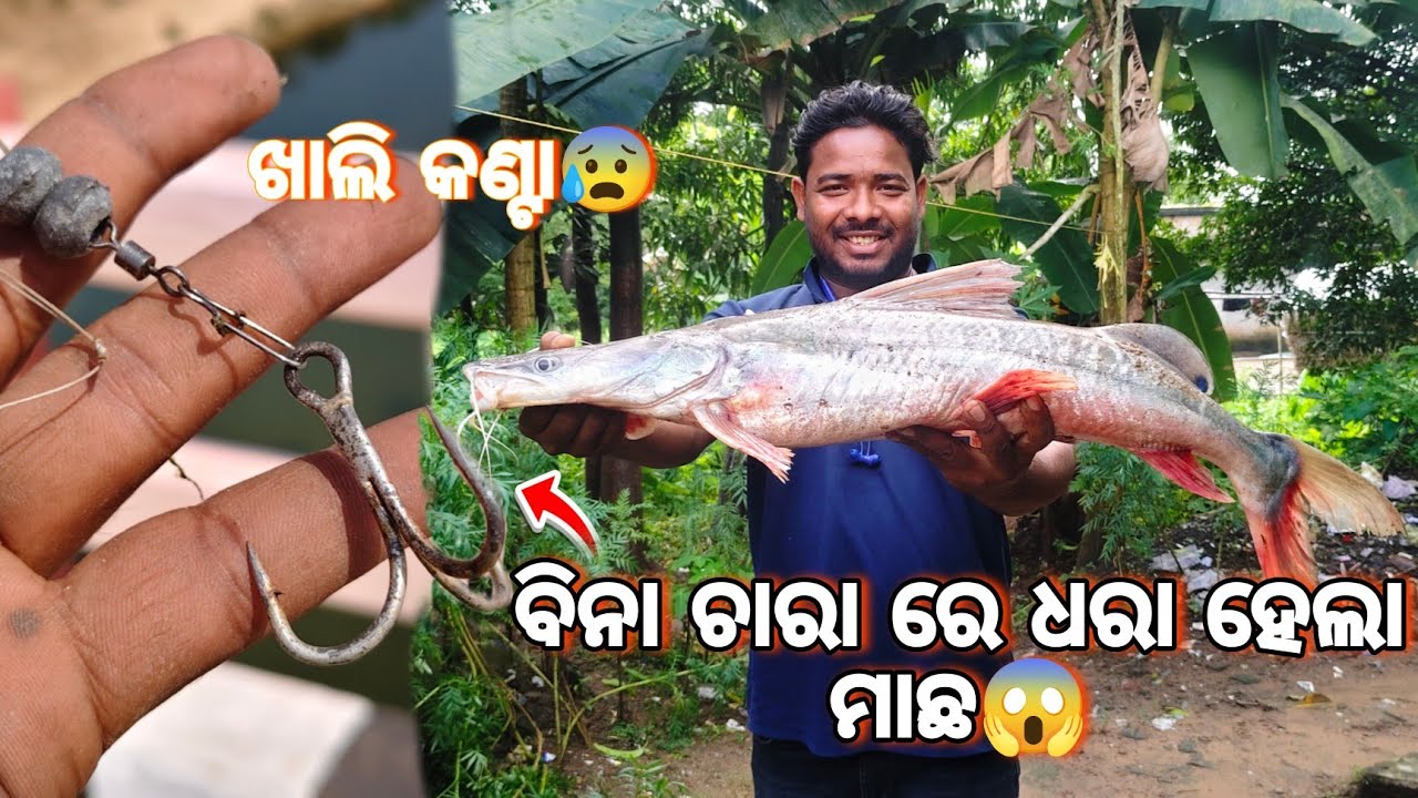 ଖାଲି କଣ୍ଟା ବିନା ଚାରା ରେ 😰ଧରା ହେଲା ଆଳୀ ମାଛ😱🎣!! କେମିତି ଧରା ହେଲା ମାଛ #fishingvideo 