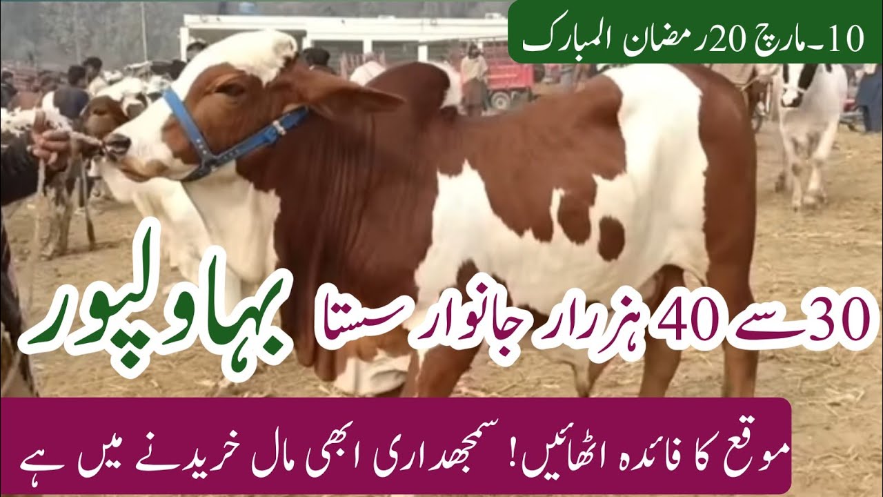 Today Bahawalpur Cow Mandi New Update | Cholistani Sahewal Ablak Nukray Bachre |10 March 2026