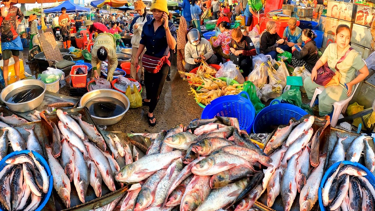 Cambodia Fish Distribution Market, Wet Markets, Freshwater Fish, River Fish, Abundant Fish