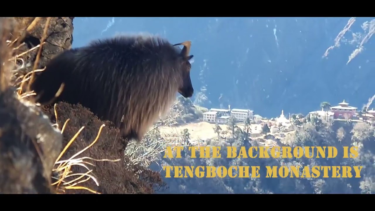 Trekking Through the Himalayas: #thar #wildlife #mountain #Solukhumbu #travel #tour #tourism