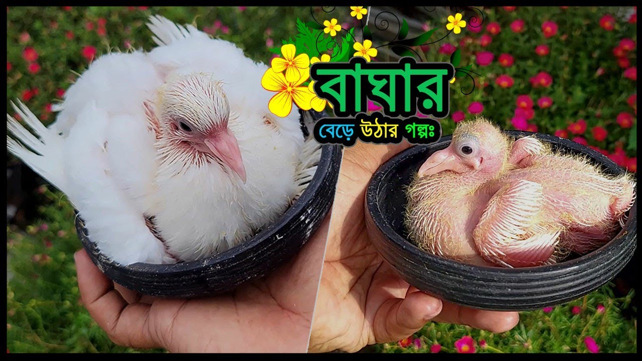 বাঘার বড় হয়ে উঠার গল্প || Pigeon Baby Growth Stages 🔥 Jactok পাখি ভাইয়া