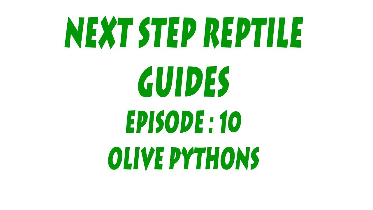 S'N'A Intermediate series: Episode 10 - Olive Pythons (Liasis olivaceus)