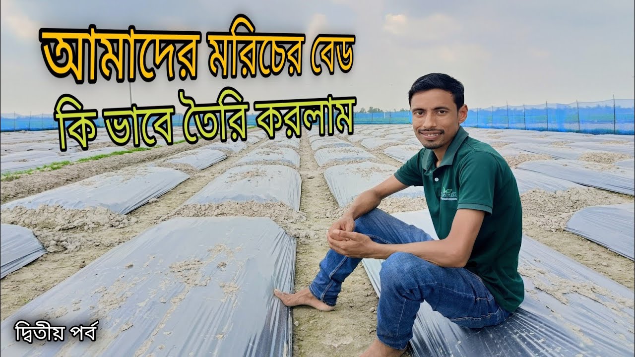 বর্ষাকালীন মরিচ চাষে কিভাবে বেড তৈরি করবেন। সিঙ্গেল লাইন করবেন না ডাবল লাইন করবেন