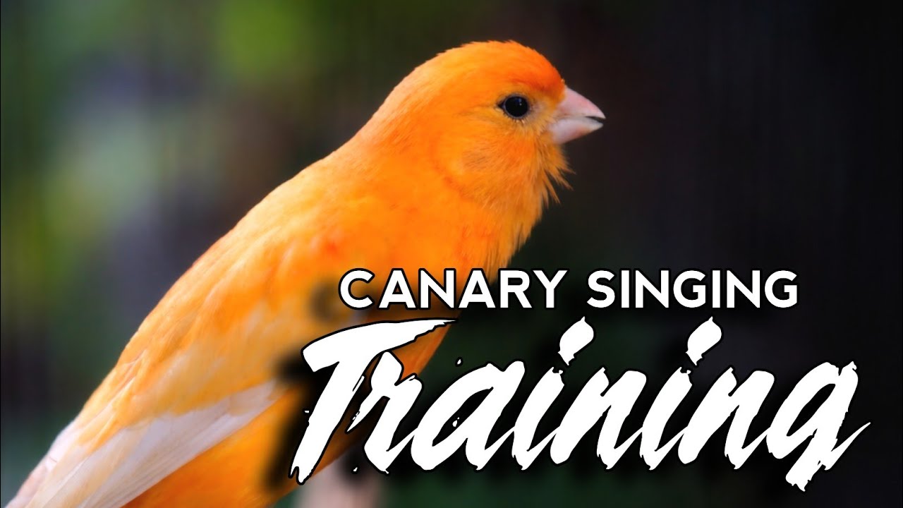 #012 Canary Singing Training | Belgian Canary Singing Makes Your Canary sing non-stop 