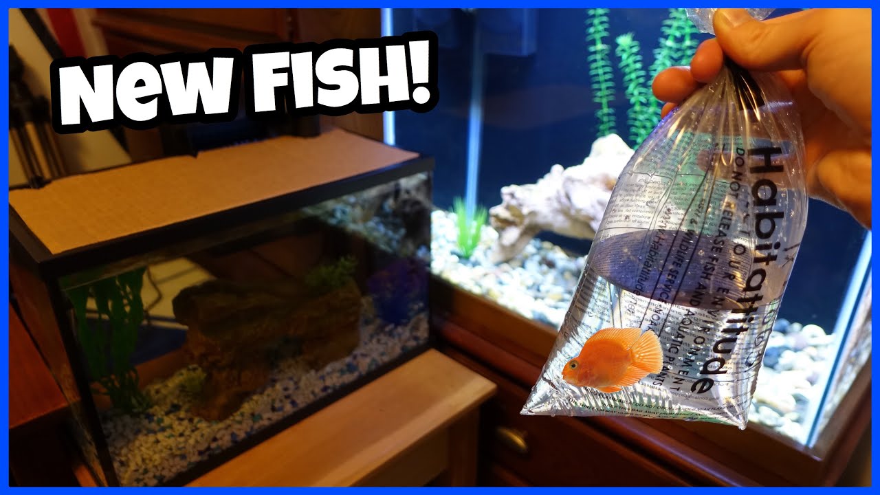 New *COLORFUL* Fish For My 25 Gal. AQUARIUM!