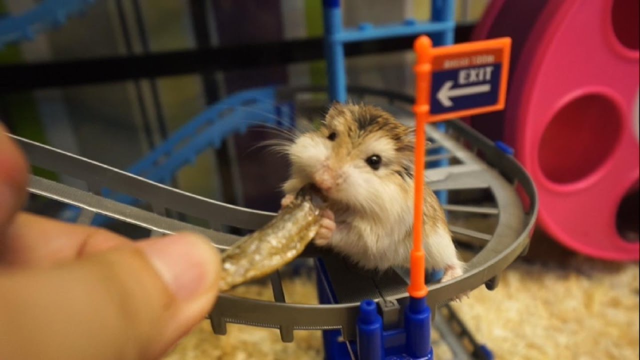 抢鱼干大作战 ( Roborovski Hamster )
