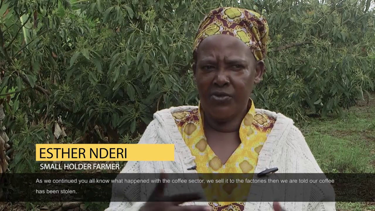 Inside Kakuzi: Murang'a Avocado Farmer Esther Nderi Shares Her Story - Preview