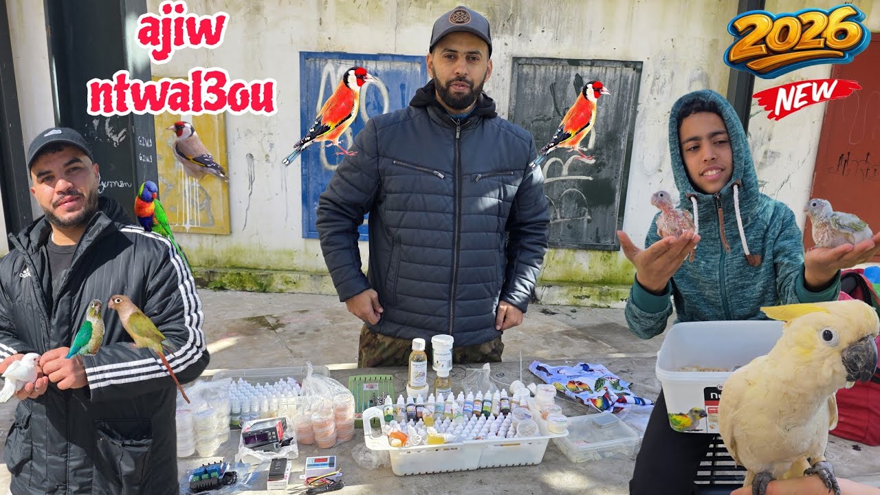 أجيو نتولعو 🔥عشاق الجديد نتولعو في مختلف أنواع الطيور عشاق الحسون عشاق الديرساج معلةمات مع محمد