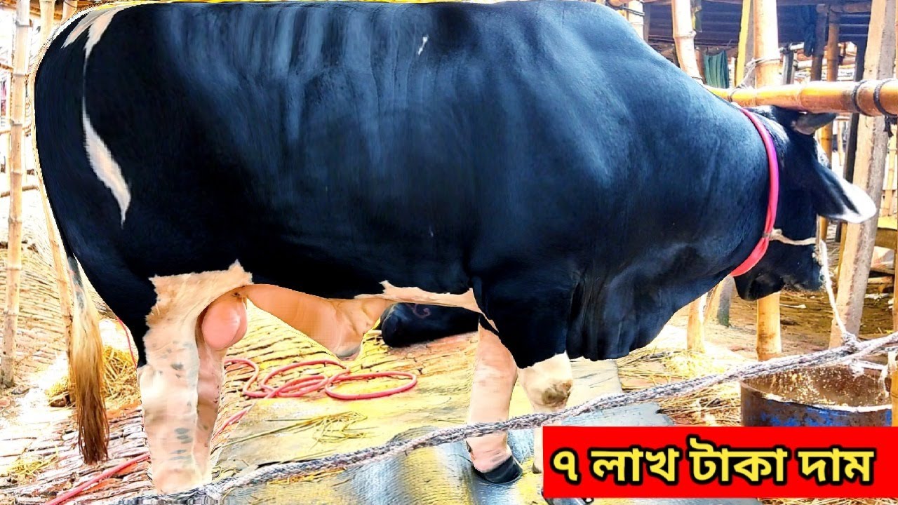 Biggest cow market in Bangladesh 2022 | Cow Price 2022 । বাংলাদেশের সবচেয়ে বড় গরুর বাজার 2022