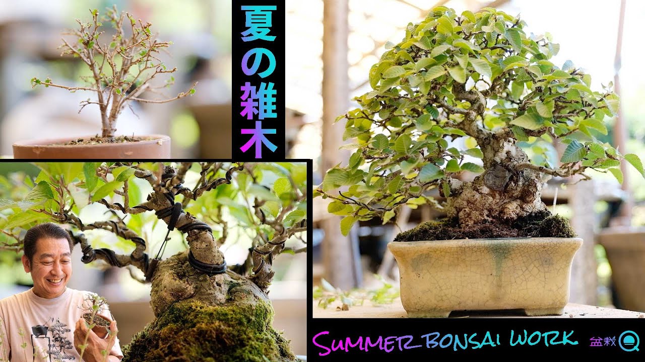 雑木盆栽の夏の作業！～欅・梅擬・イワシデ～【盆栽Q】
