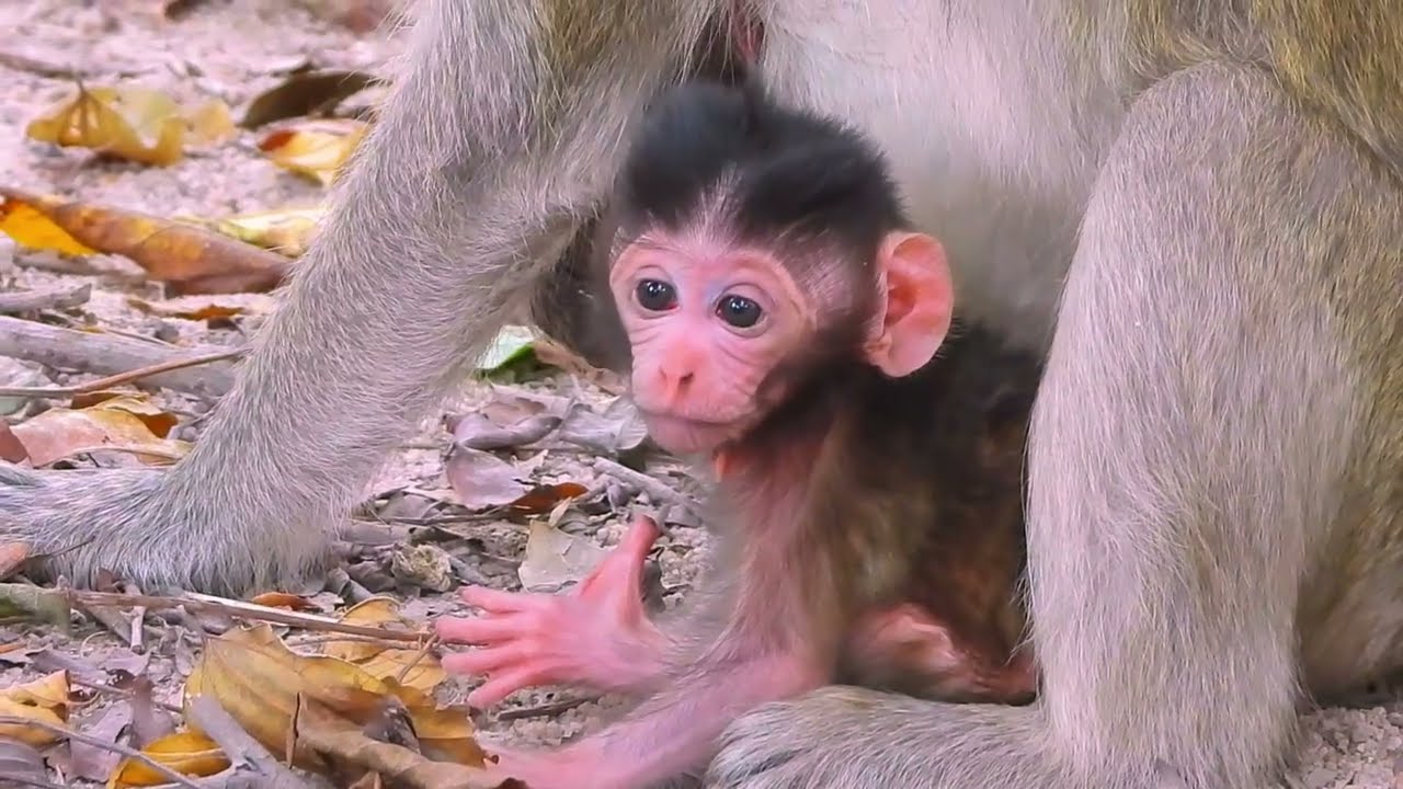 OMG! Baby Monkey's First Steps...SO Proud!