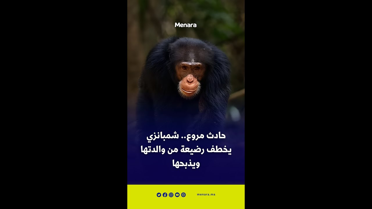 في حادث مروع.. شمبانزي يخطف رضيعة من والدتها ويذبحها