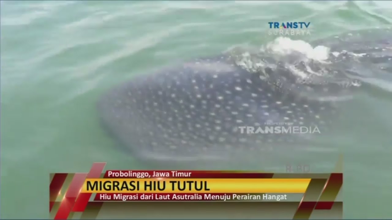 Invasi, Kawanan Hiu Tutul Muncul Di Perairan Paiton
