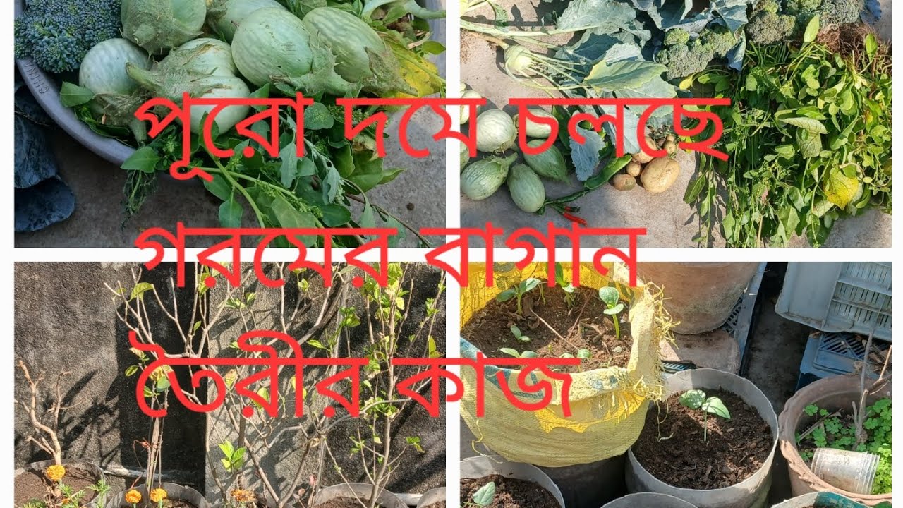 গরমের সবজির চারা রোপন/বাগানের গরমের ফুল গাছ  গুলি পুন প্রতিস্থাপন/বড় বেড তৈরি/সবজির হারভেসট 