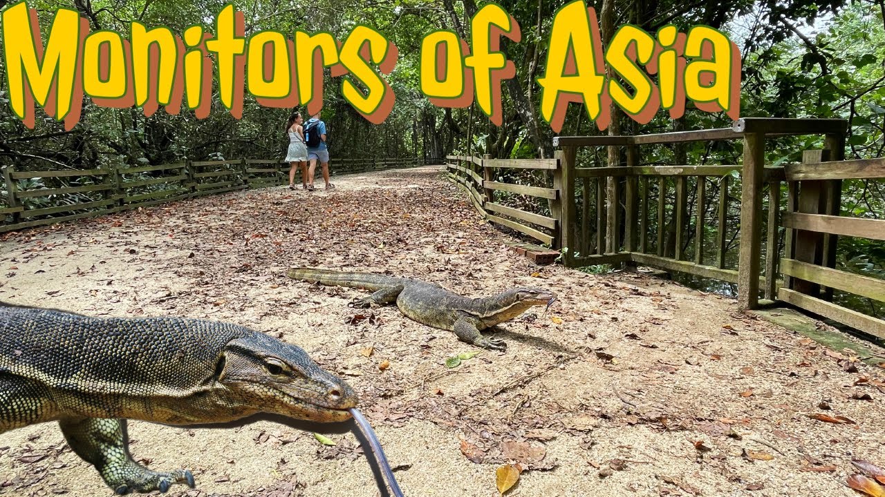 Clouded Monitor and Malayan Water Monitors of Asia