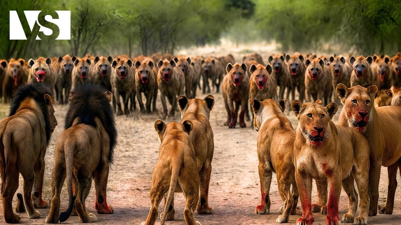 LEONI VS IENE | Il Combattimento Pi&ugrave; Crudele della Savana Africana - Documentario sugli Animali