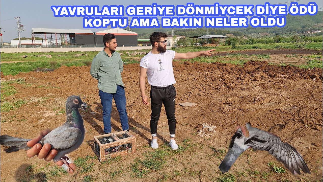 50 KM UZAKLIKTAN POSTA SALIMI YAPTIK EFSANE SALIM VİDEOSU SİZLERLE / FİLO KUŞU / POSTA SALIMI /