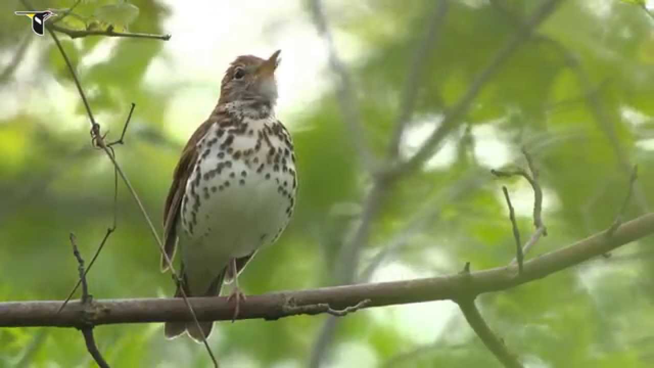 Wood Thrush singing