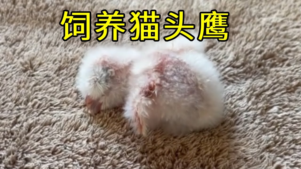 沉浸式饲养猫头鹰，小时候竟长这样，猫头鹰妈妈全程监督小伙【天野侠  】