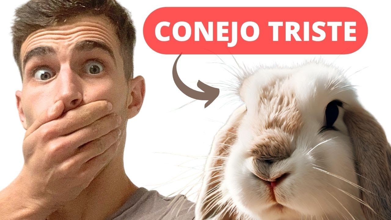 💥 3 Errores Que Ponen En Peligro a tu CONEJO! Precaución!!