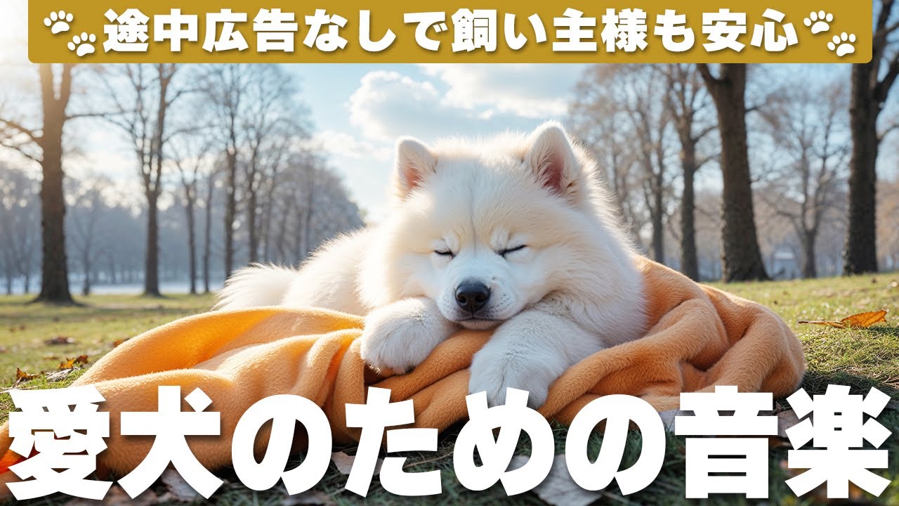 愛犬が落ち着く音楽 (12時間広告なし) 🐶 犬の癒しの音楽 | 愛犬の寝かしつけ / vol.786
