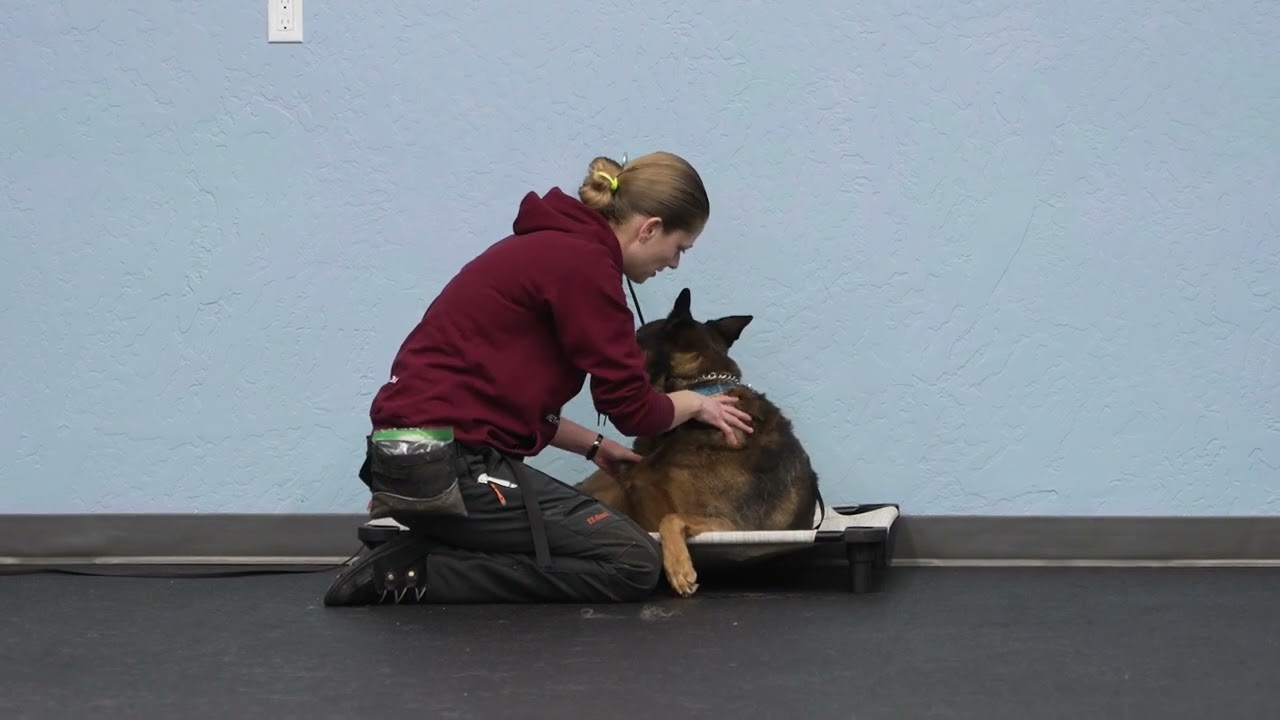 Massage For Anxious and Fearful Dogs