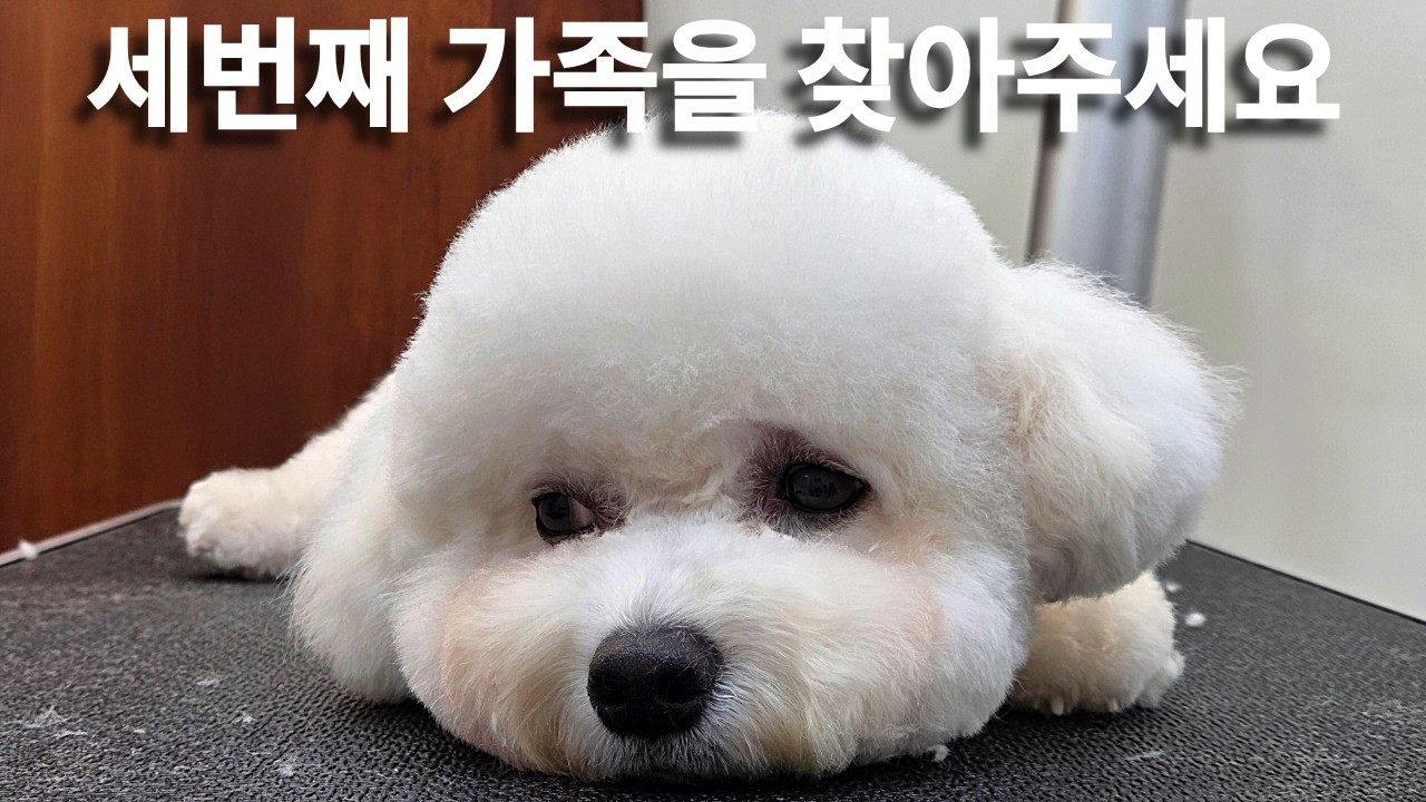 파양할 수밖에 없었던 보호자의 사연 | 봉봉이 1편
