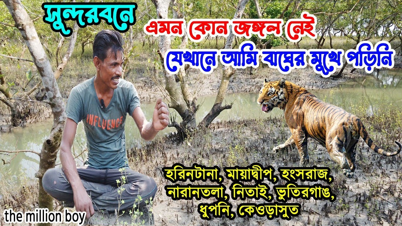 বাঘের মুখে যেমন পড়েছি তেমন বাঘের দেখা পেয়েছি বহুবার, বাঘের বাচ্চাও দেখেছি জঙ্গলে @sundarbankarcha