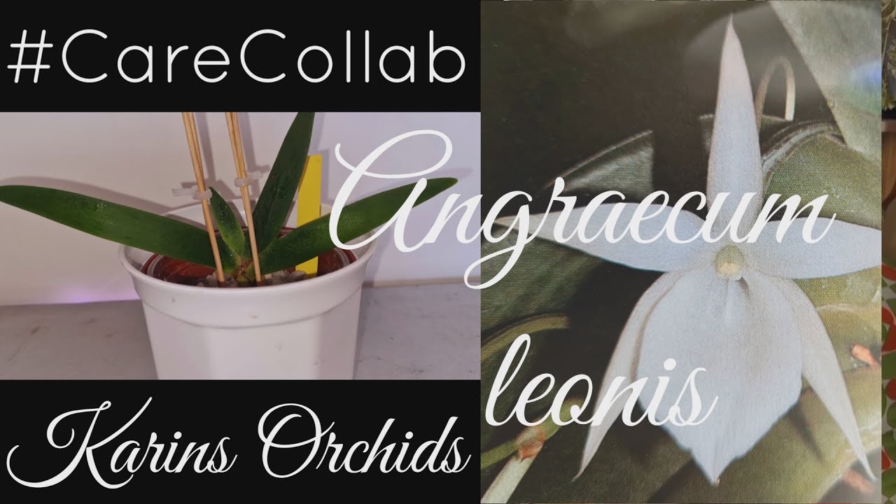 Angraecum leonis orchid #CareCollab and  a look at my other angraecum orchids
