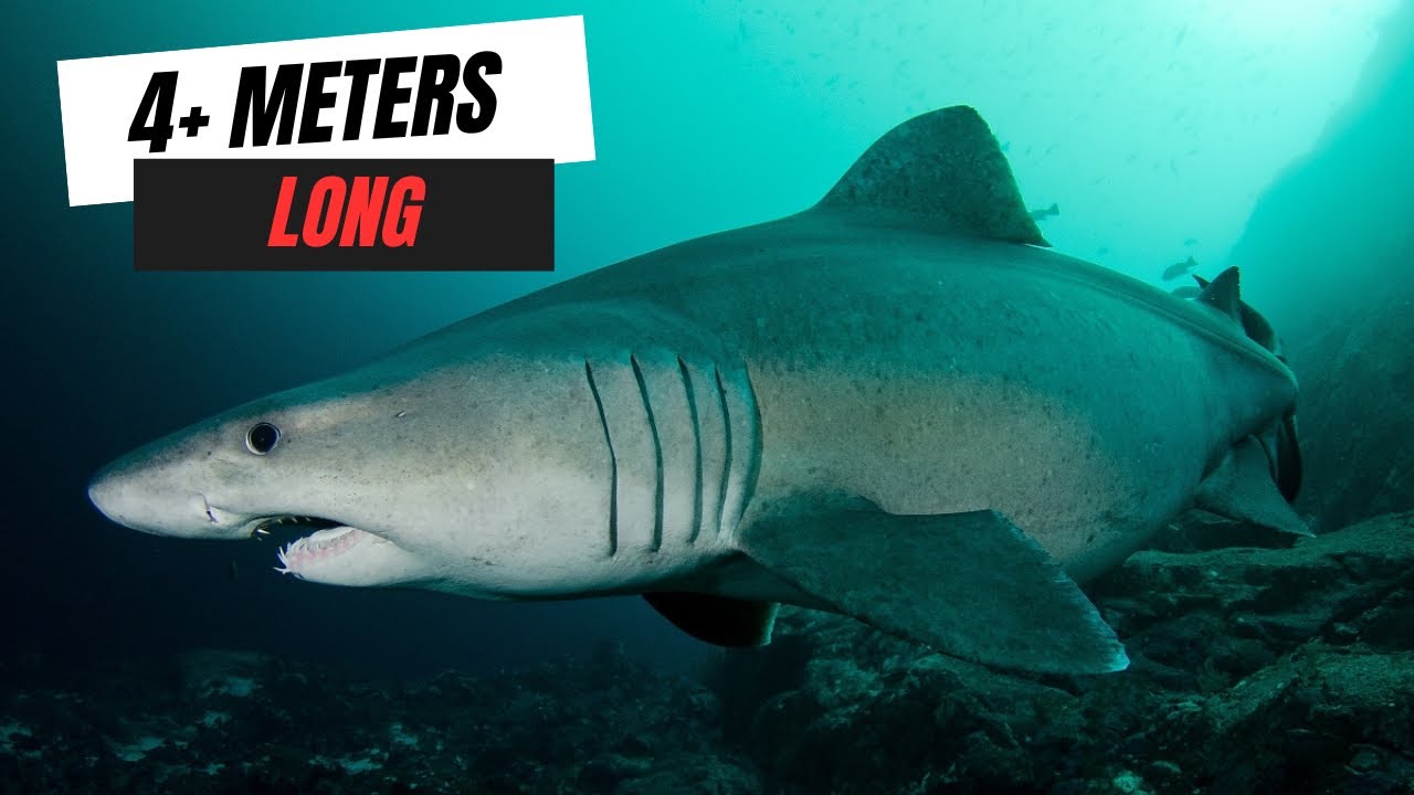 Еще одна ОГРОМНАЯ АКУЛА выброшена на берег?? 🦈 Фридайвинг в колонии тюленей!