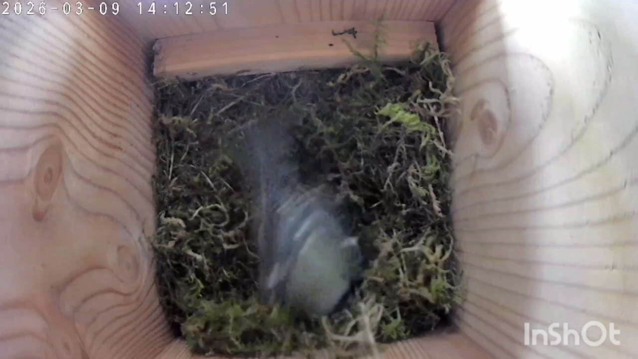 Nestbau der Blaumeise, Teil 5 - die Fronten sind geklärt 🐦🐦