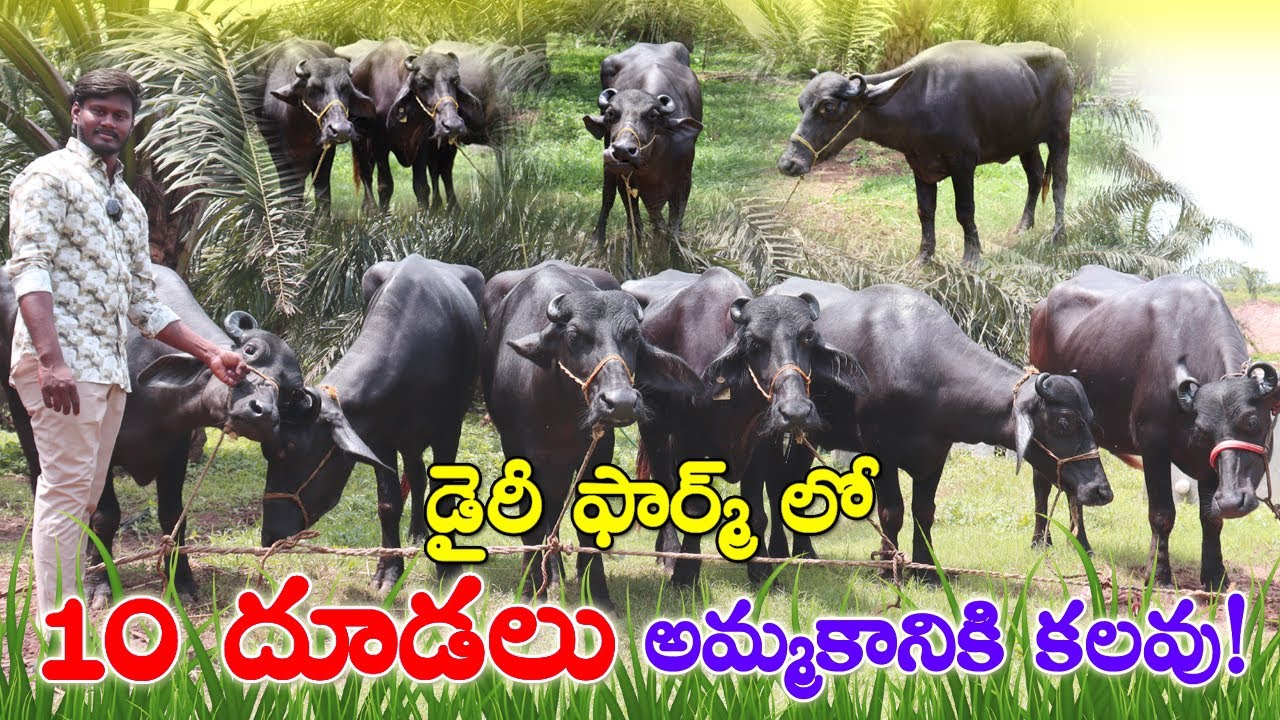 10 Calfs for sale | Murra Calfs | దూడలు అమ్మకానికి కలవు | Calves for sale in Andhra |CBNewsHyderabad