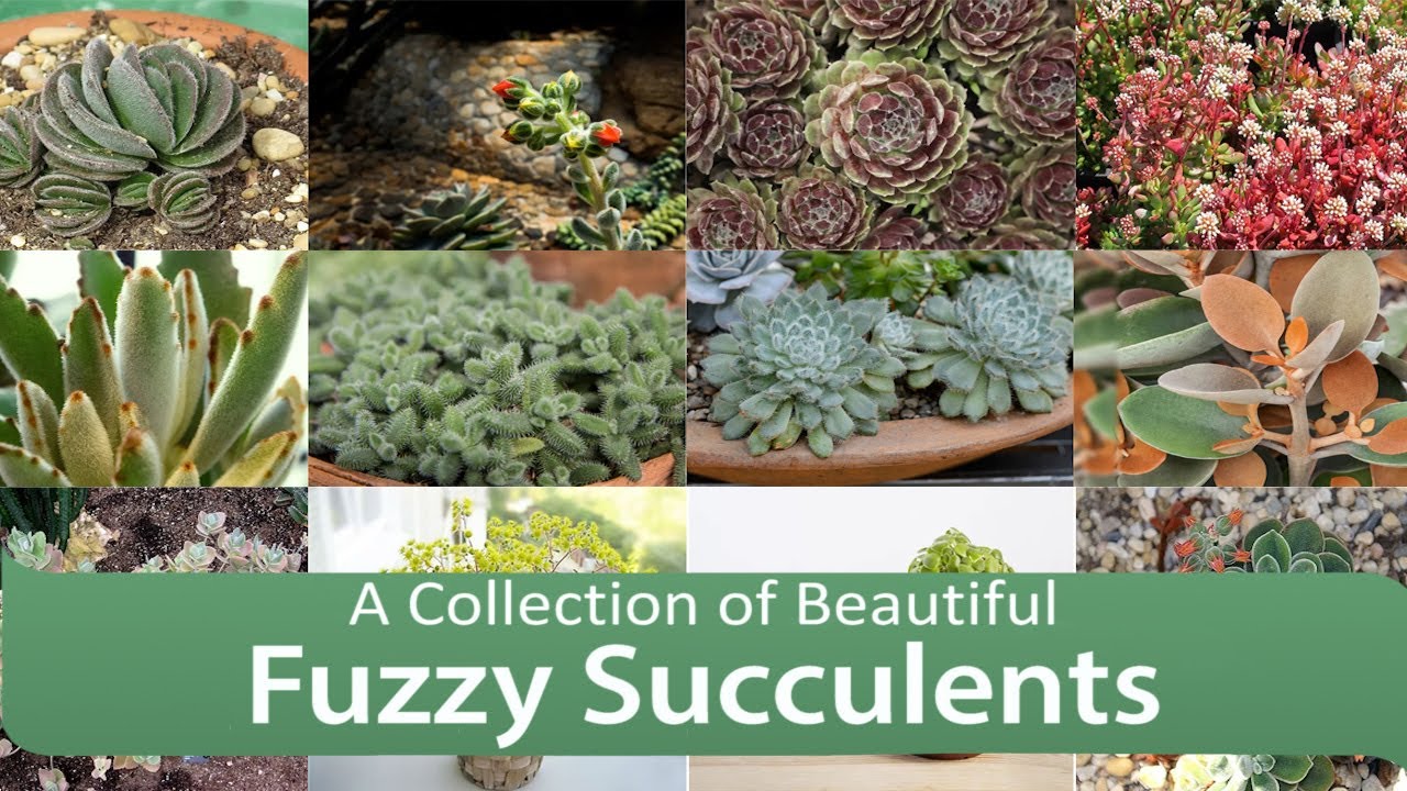 A Collection of Beautiful Fuzzy Succulents for your home