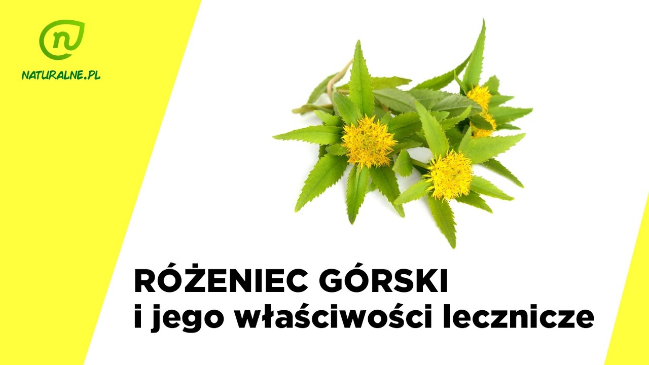 Różeniec górski i jego właściwości lecznicze.