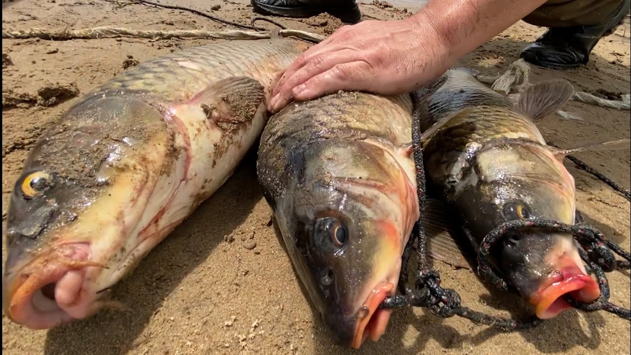 Я ИХ НАШЕЛ!))) ЛУЧШАЯ ПРИМАНКА! СМОТРИ! БЕШЕНЫЙ КЛЕВ САЗАНА!