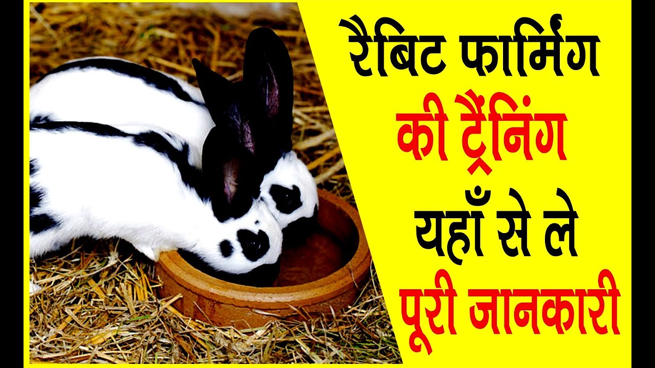 रैबिट फार्मिंग की ट्रैंनिंग यहाँ से ले पूरी जानकारी  | Rabbit Farming | paradise rabbit Farm |