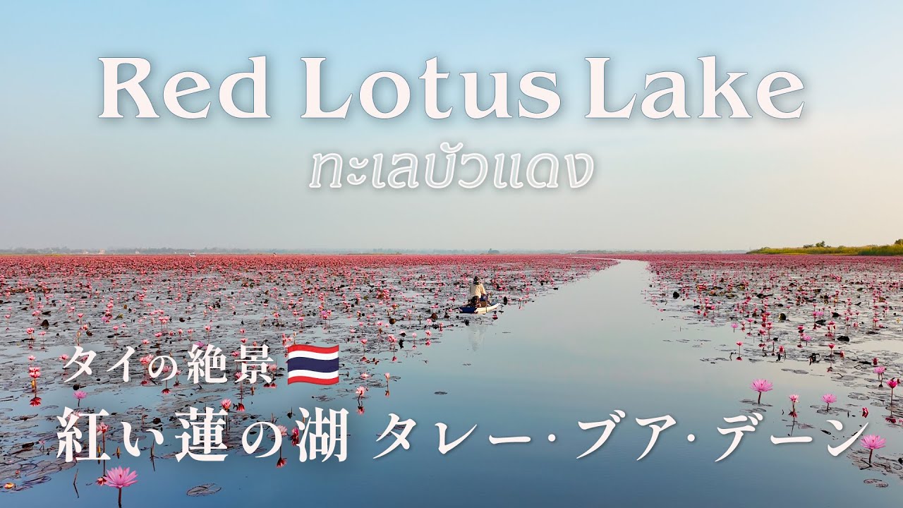 タイ・ウドンタニの美しすぎる絶景✨Red Lotus Lake🪷バンコクからの費用・周辺のお店も紹介します✍️
