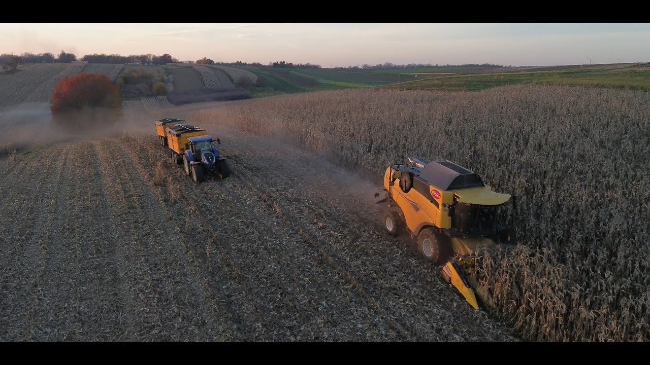 ✩ 🇵🇱 KUKURYDZA NA ZIARNO 2024 ㋡ Testy New Holland Cx 7.80🌽New Holland T7 230 & Case IH 5140