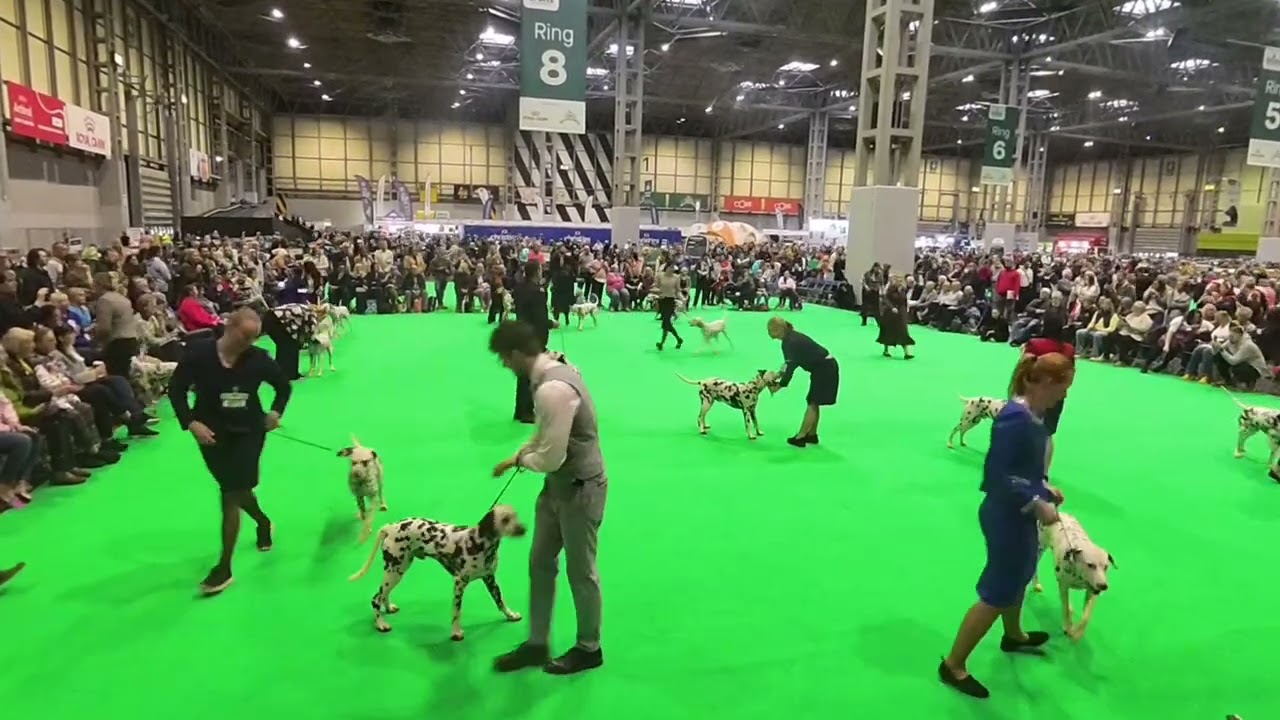 Crufts 2026, Strayaroos fabulous adventure at Crufts.well done everyone winners, losers and viewers.