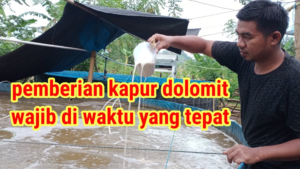 jadwal pemberian kapur dolomit pada kolam bioflok #biofloc