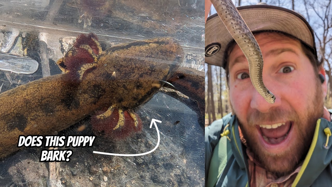 Finding Mudpuppies and Snakes with @natureinyourface  | Field Herping Illinois