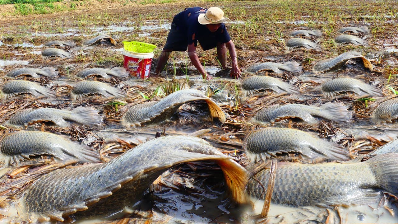 amazing fishing! a fisherman skill catch fish a lots in rice field by best hand- catch fish mud