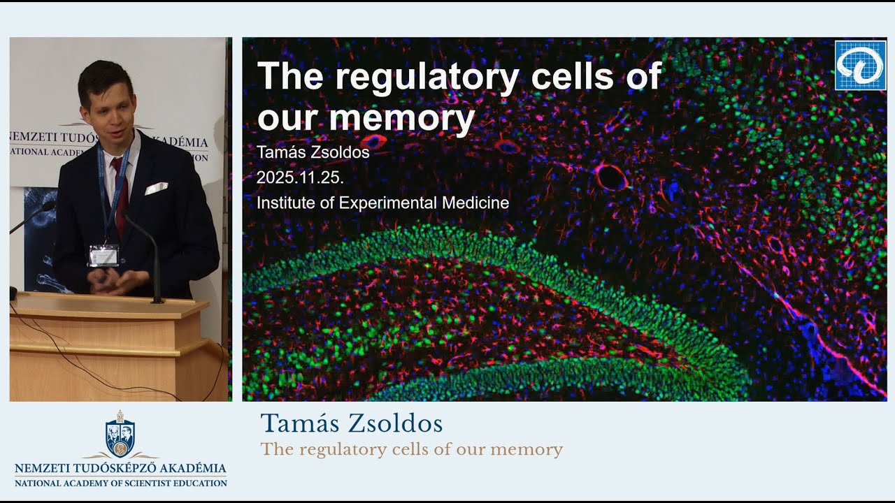 Tamás Zsoldos: The regulatory cells of our memory