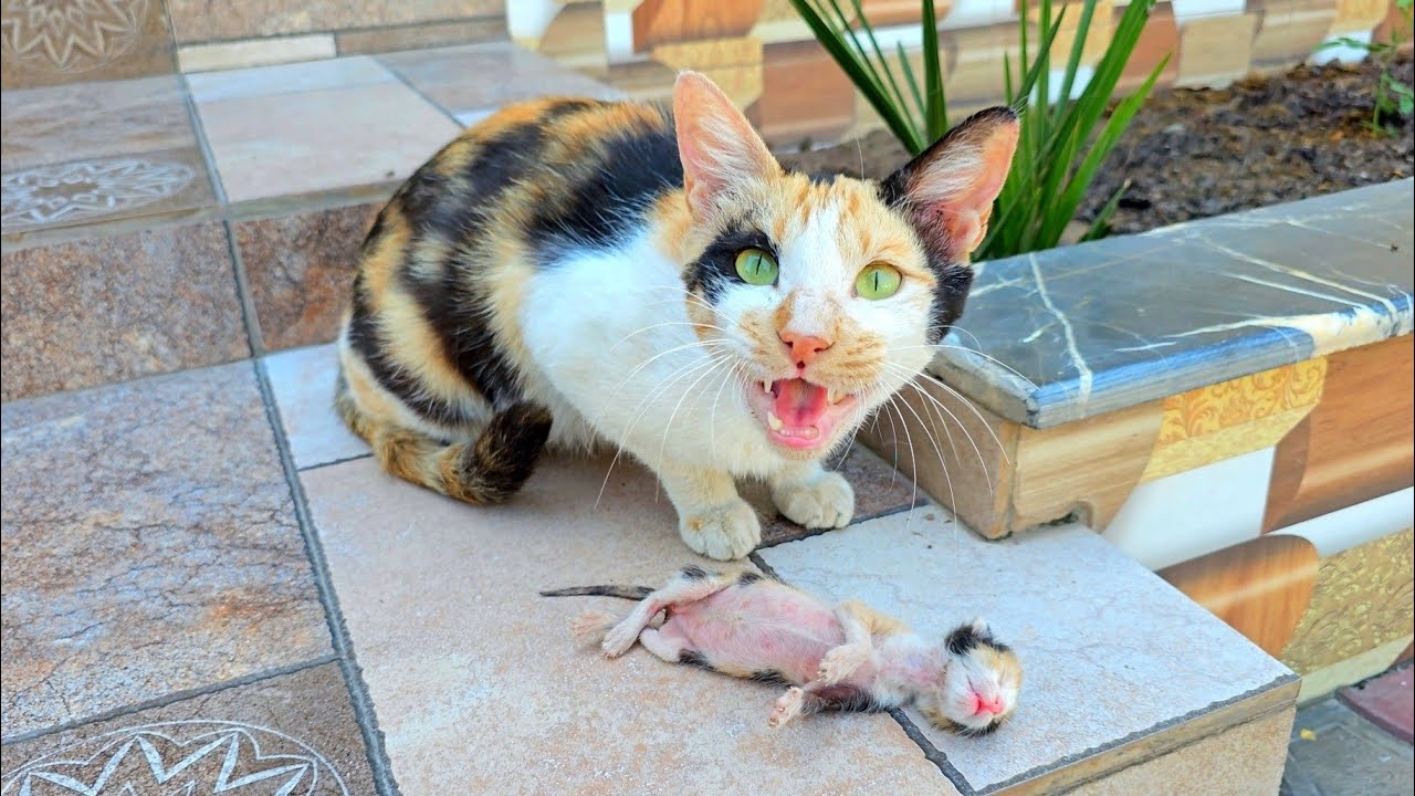 The Man Feeds a Stray Mama Cat, and She Sweetly Brings Him Her Six Precious Kittens 🐱💖🐾