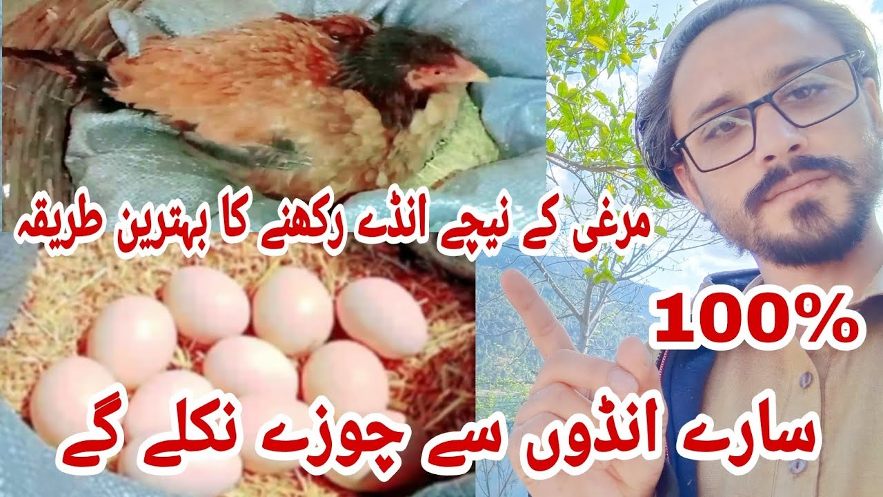 murgi ke niche ande rakhne ka tarika