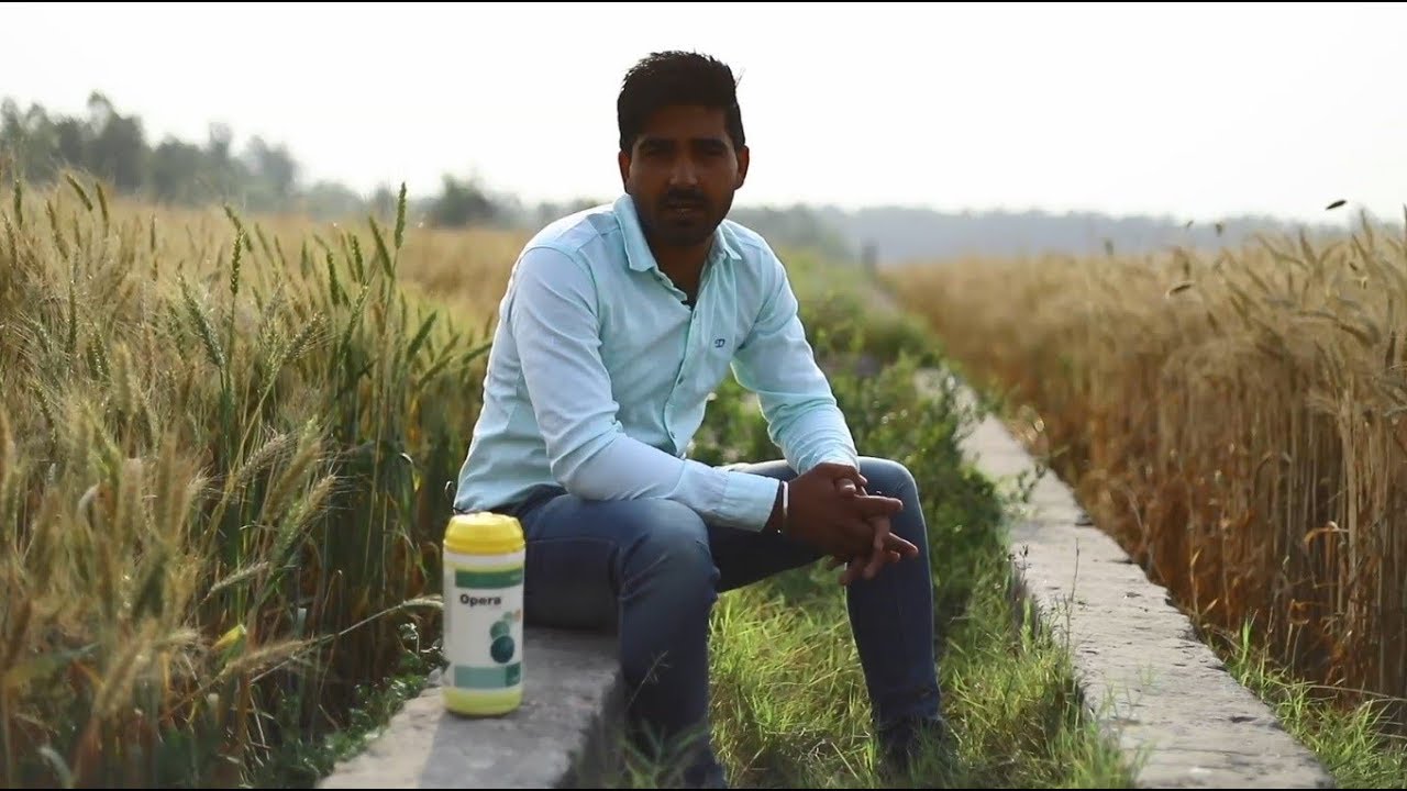 गेहूँ के लिए बीएएसएफ का ओपेरा फफूंदनाशक